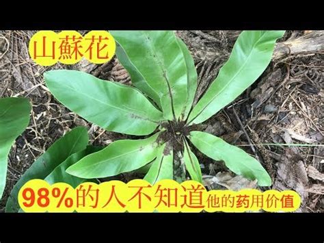 山蘇 風水|在風水上，山蘇花具有哪些重要的特色？揮別晦氣齊聚好運！